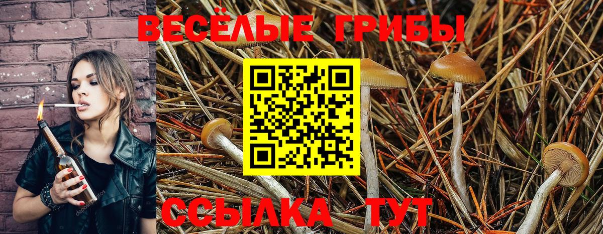 Галлюциногенные грибы Psilocybine cubensis Нягань
